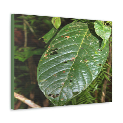 EYNF - Canvas Gallery Wraps - Large tropical leafs in the lower forest - El Yunque rainforest PR - Green Forest Home