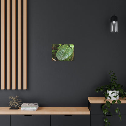 EYNF - Canvas Gallery Wraps - Large tropical leafs in the lower forest - El Yunque rainforest PR - Green Forest Home