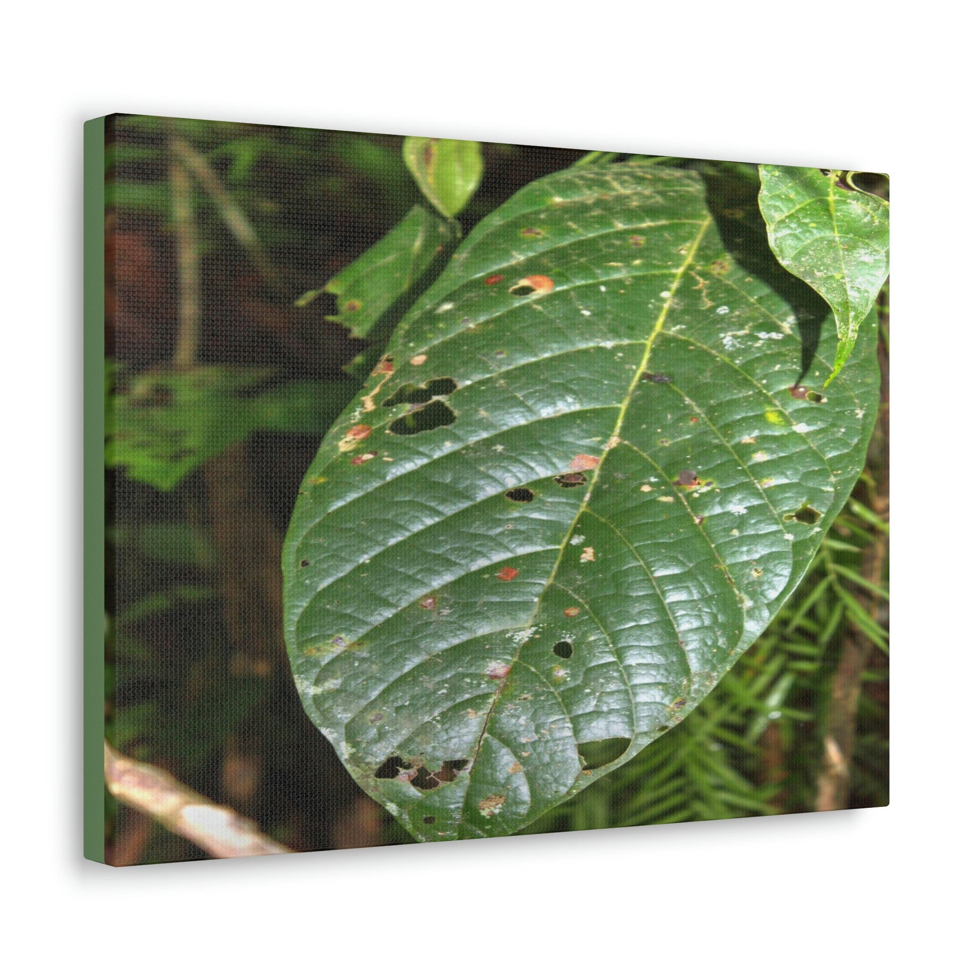 EYNF - Canvas Gallery Wraps - Large tropical leafs in the lower forest - El Yunque rainforest PR - Green Forest Home