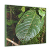 EYNF - Canvas Gallery Wraps - Large tropical leafs in the lower forest - El Yunque rainforest PR - Green Forest Home