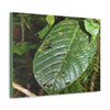 EYNF - Canvas Gallery Wraps - Large tropical leafs in the lower forest - El Yunque rainforest PR - Green Forest Home