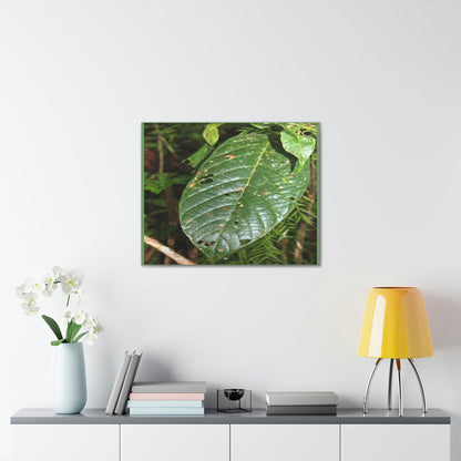 EYNF - Canvas Gallery Wraps - Large tropical leafs in the lower forest - El Yunque rainforest PR - Green Forest Home