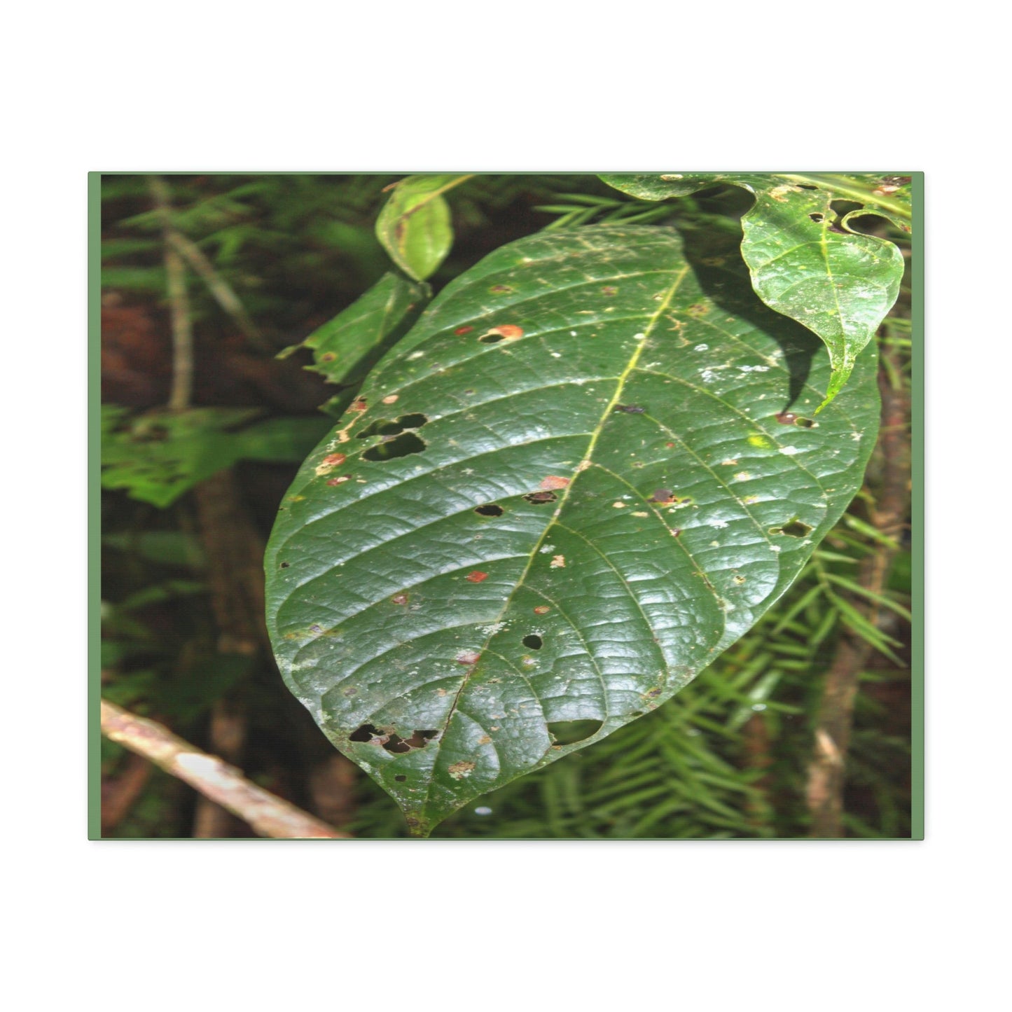 EYNF - Canvas Gallery Wraps - Large tropical leafs in the lower forest - El Yunque rainforest PR - Green Forest Home