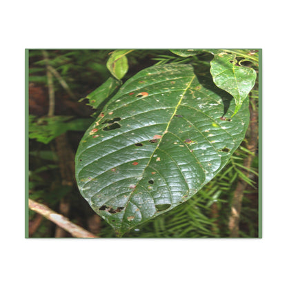 EYNF - Canvas Gallery Wraps - Large tropical leafs in the lower forest - El Yunque rainforest PR - Green Forest Home