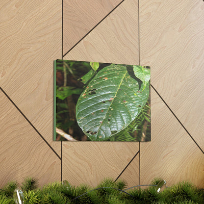 EYNF - Canvas Gallery Wraps - Large tropical leafs in the lower forest - El Yunque rainforest PR - Green Forest Home