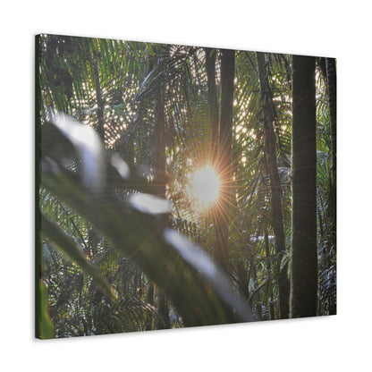 EYNF - Canvas Gallery Wraps - Sunset in the Sierra Palm forest - Tradewinds trail - El Yunque rainforest PR - Green Forest Home