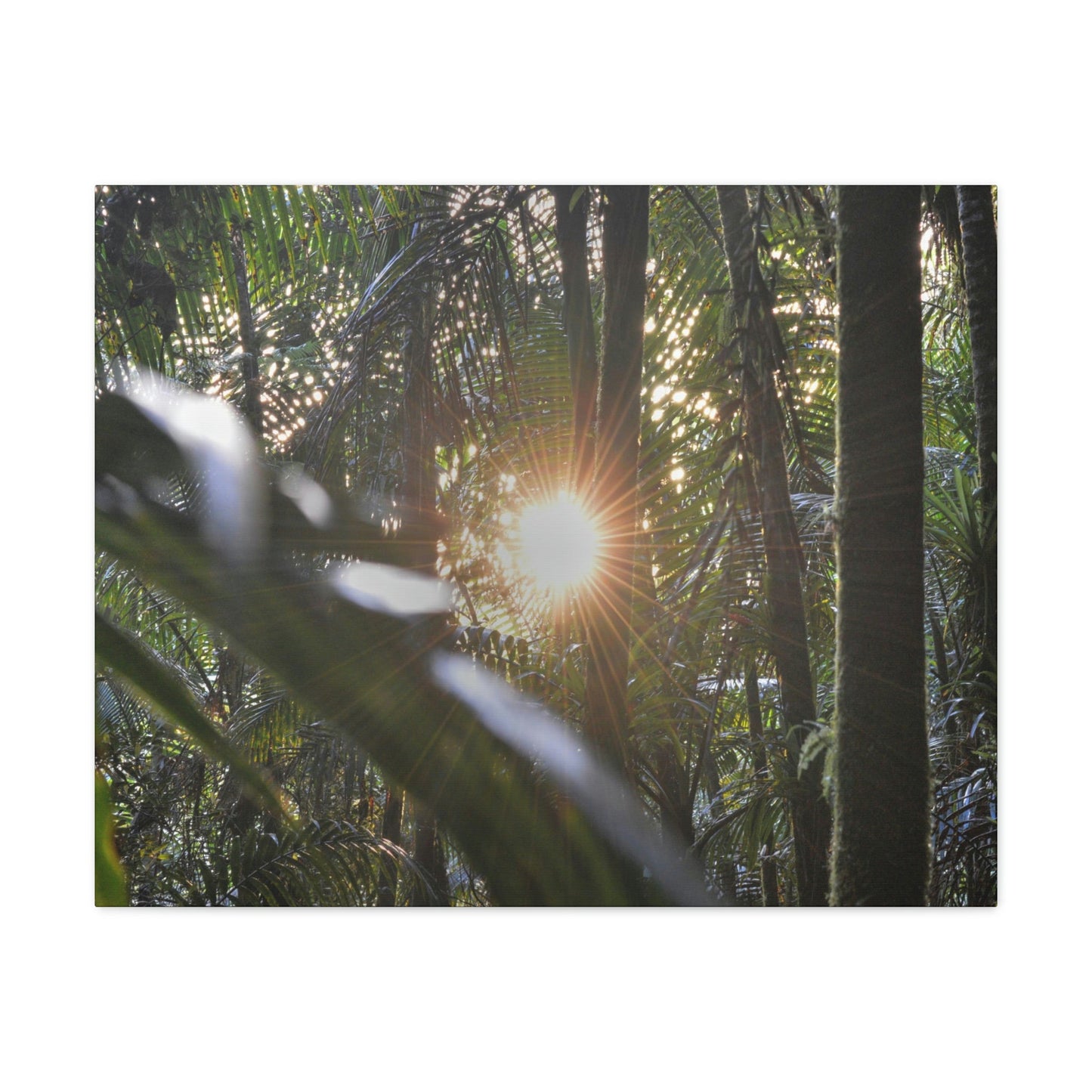 EYNF - Canvas Gallery Wraps - Sunset in the Sierra Palm forest - Tradewinds trail - El Yunque rainforest PR - Green Forest Home