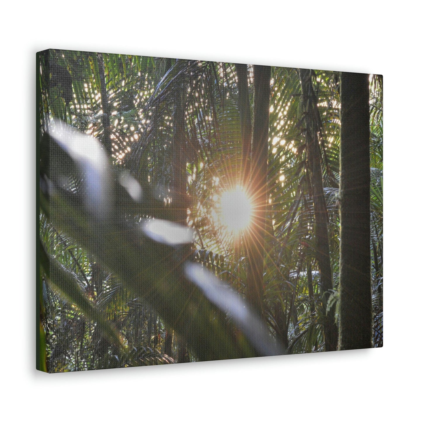 EYNF - Canvas Gallery Wraps - Sunset in the Sierra Palm forest - Tradewinds trail - El Yunque rainforest PR - Green Forest Home