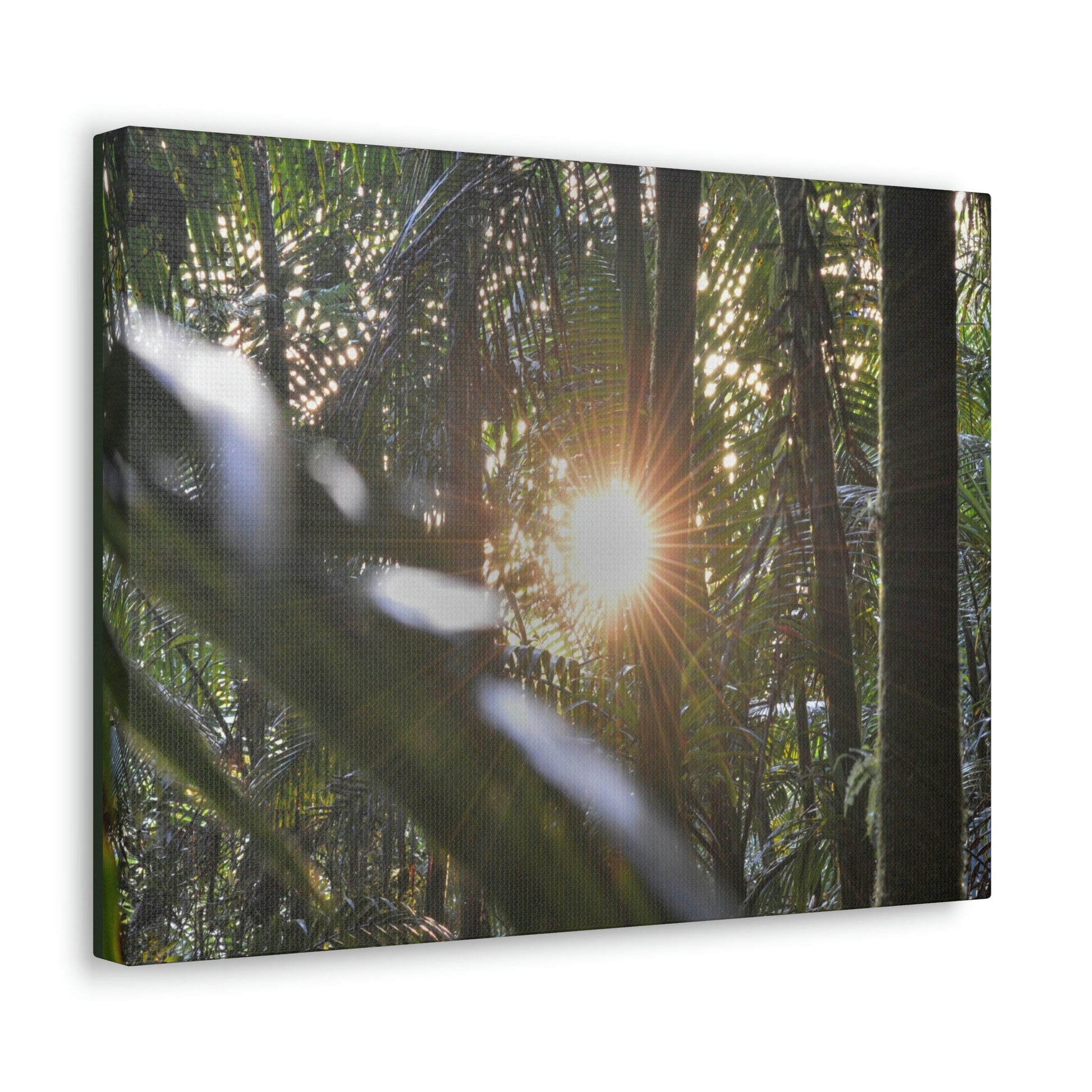 EYNF - Canvas Gallery Wraps - Sunset in the Sierra Palm forest - Tradewinds trail - El Yunque rainforest PR - Green Forest Home