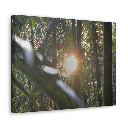 EYNF - Canvas Gallery Wraps - Sunset in the Sierra Palm forest - Tradewinds trail - El Yunque rainforest PR - Green Forest Home