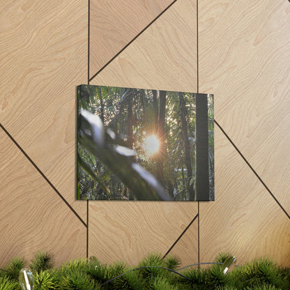 EYNF - Canvas Gallery Wraps - Sunset in the Sierra Palm forest - Tradewinds trail - El Yunque rainforest PR - Green Forest Home