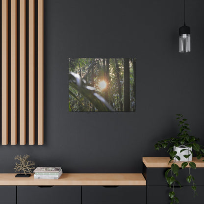 EYNF - Canvas Gallery Wraps - Sunset in the Sierra Palm forest - Tradewinds trail - El Yunque rainforest PR - Green Forest Home