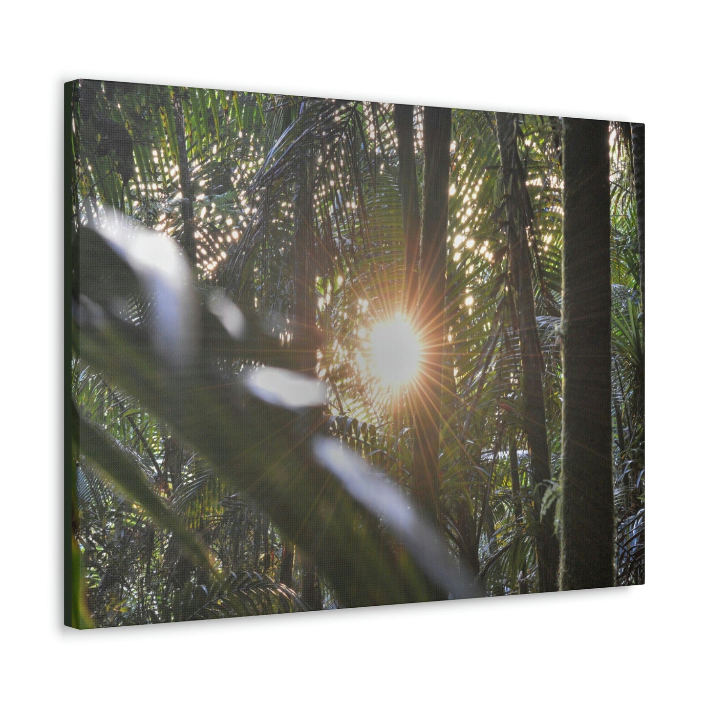 EYNF - Canvas Gallery Wraps - Sunset in the Sierra Palm forest - Tradewinds trail - El Yunque rainforest PR - Green Forest Home