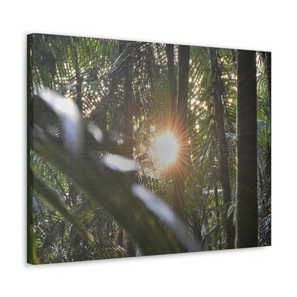 EYNF - Canvas Gallery Wraps - Sunset in the Sierra Palm forest - Tradewinds trail - El Yunque rainforest PR - Green Forest Home
