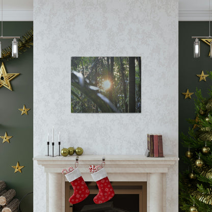 EYNF - Canvas Gallery Wraps - Sunset in the Sierra Palm forest - Tradewinds trail - El Yunque rainforest PR - Green Forest Home