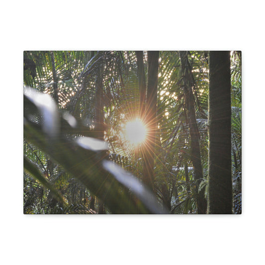 EYNF - Canvas Gallery Wraps - Sunset in the Sierra Palm forest - Tradewinds trail - El Yunque rainforest PR - Green Forest Home