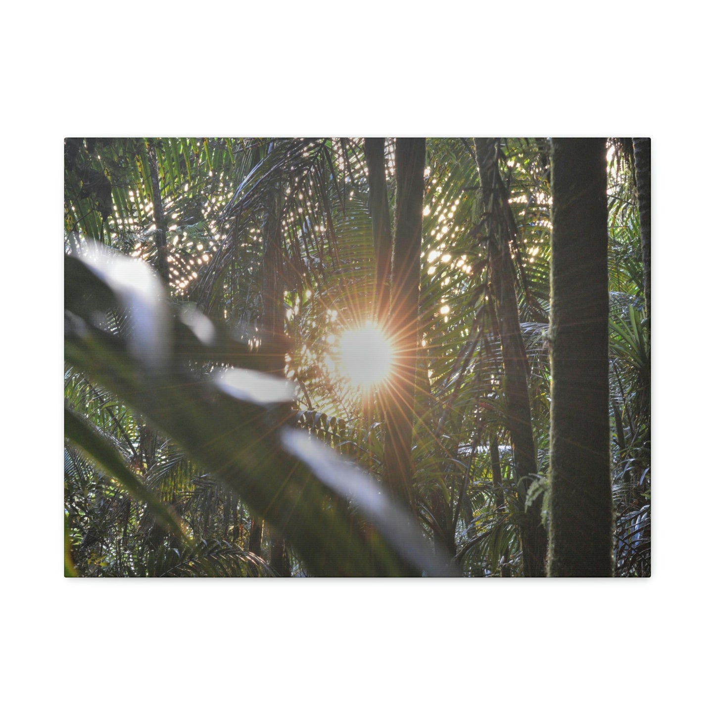 EYNF - Canvas Gallery Wraps - Sunset in the Sierra Palm forest - Tradewinds trail - El Yunque rainforest PR - Green Forest Home