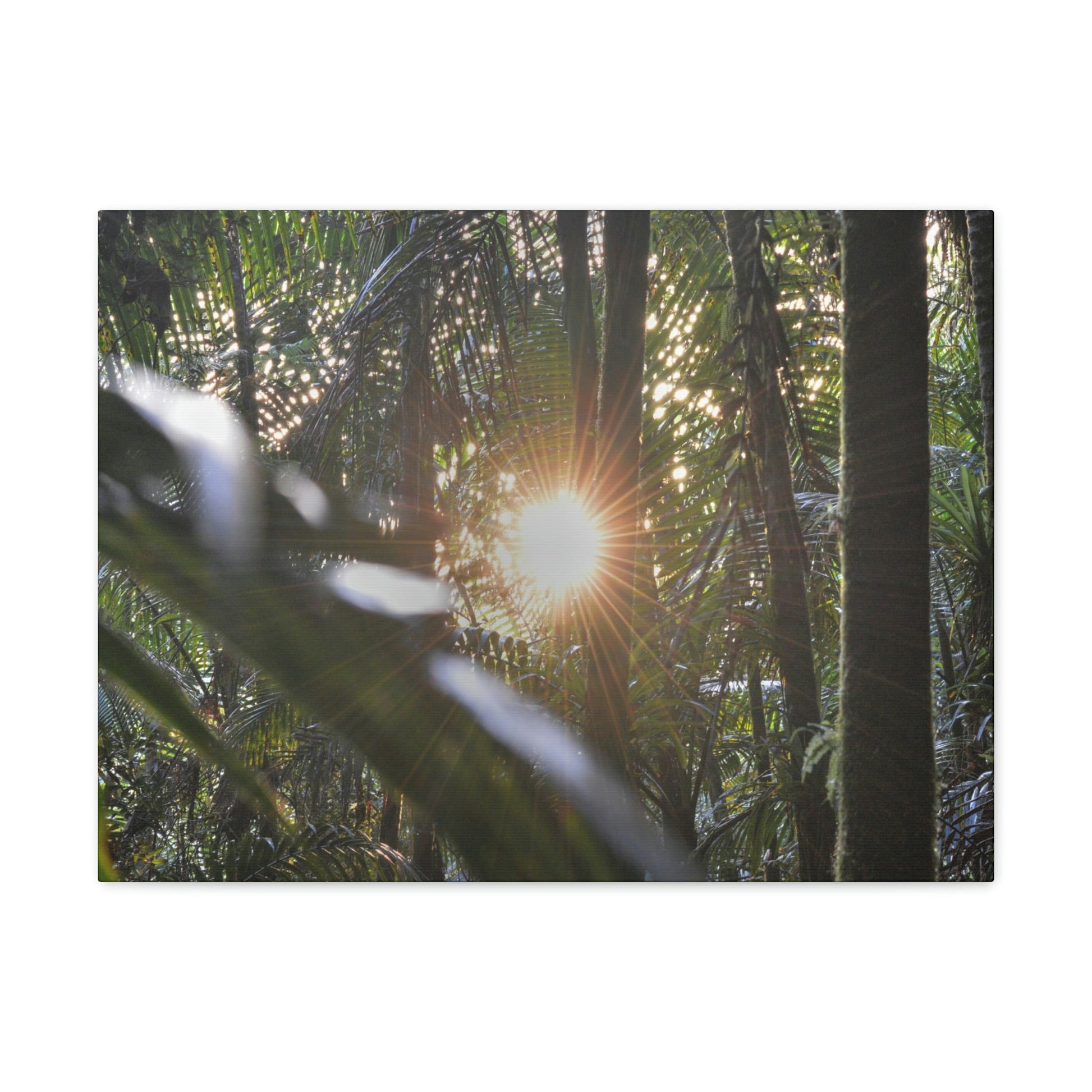 EYNF - Canvas Gallery Wraps - Sunset in the Sierra Palm forest - Tradewinds trail - El Yunque rainforest PR - Green Forest Home