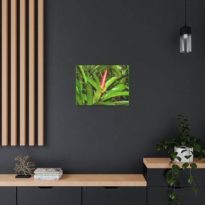 EYNF - Canvas Gallery Wraps - The Bromeliad in flower - Tradewinds - El Yunque rainforest PR - Green Forest Home