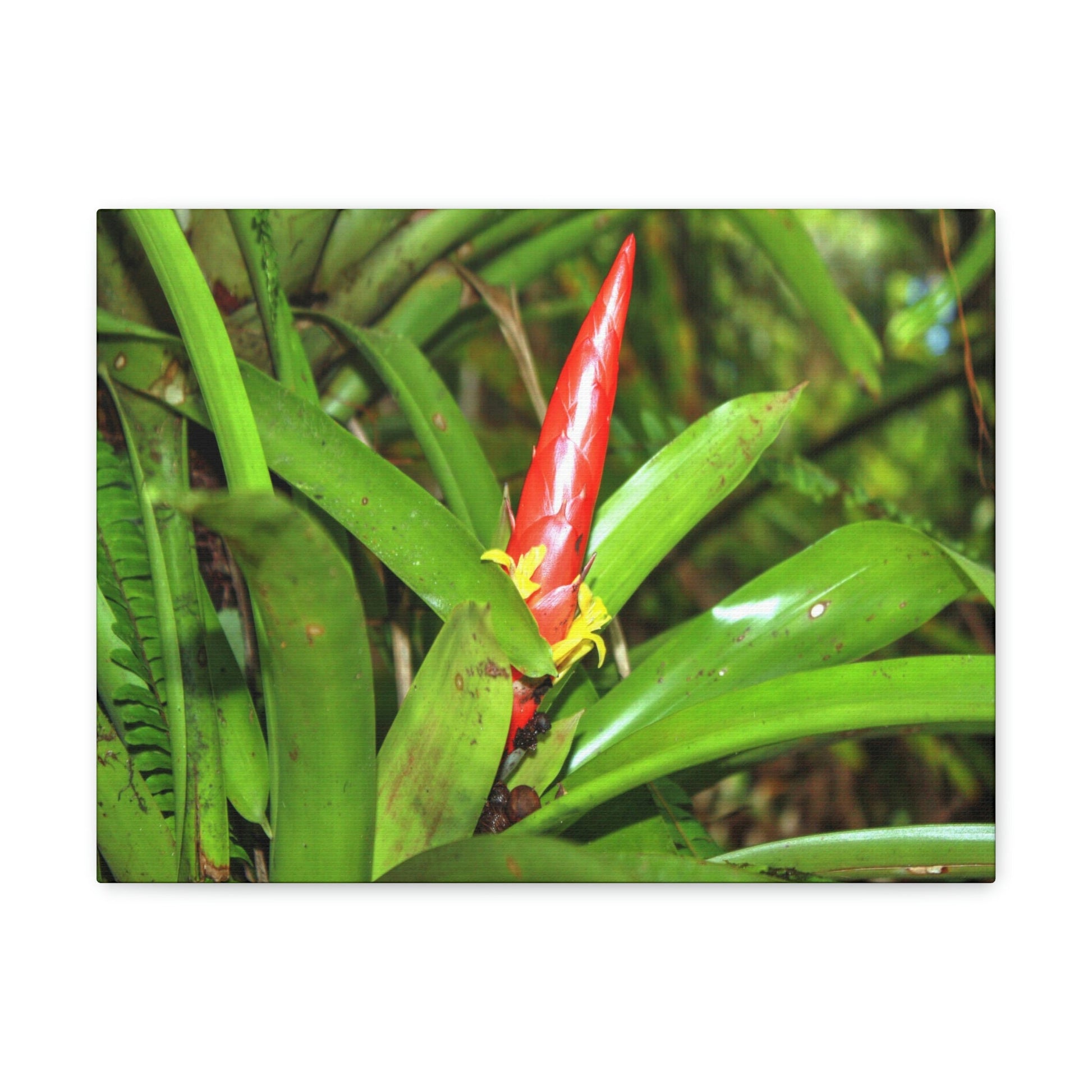 EYNF - Canvas Gallery Wraps - The Bromeliad in flower - Tradewinds - El Yunque rainforest PR - Green Forest Home