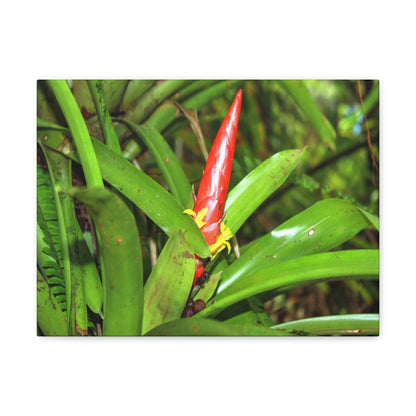 EYNF - Canvas Gallery Wraps - The Bromeliad in flower - Tradewinds - El Yunque rainforest PR - Green Forest Home