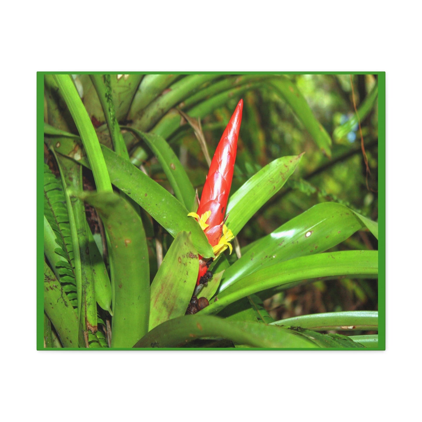 EYNF - Canvas Gallery Wraps - The Bromeliad in flower - Tradewinds - El Yunque rainforest PR - Green Forest Home