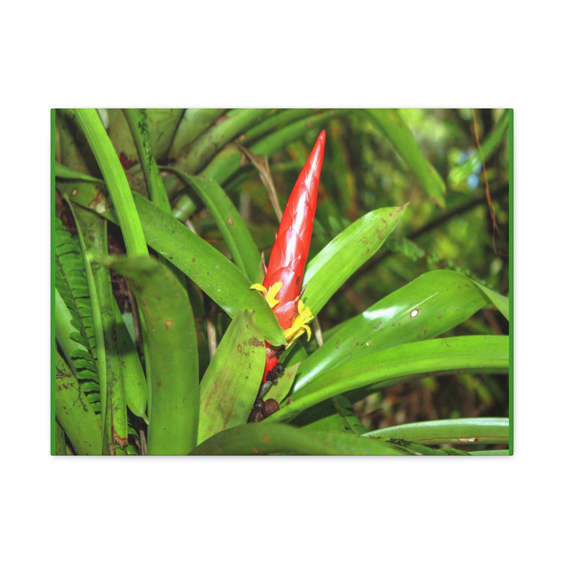 EYNF - Canvas Gallery Wraps - The Bromeliad in flower - Tradewinds - El Yunque rainforest PR - Green Forest Home