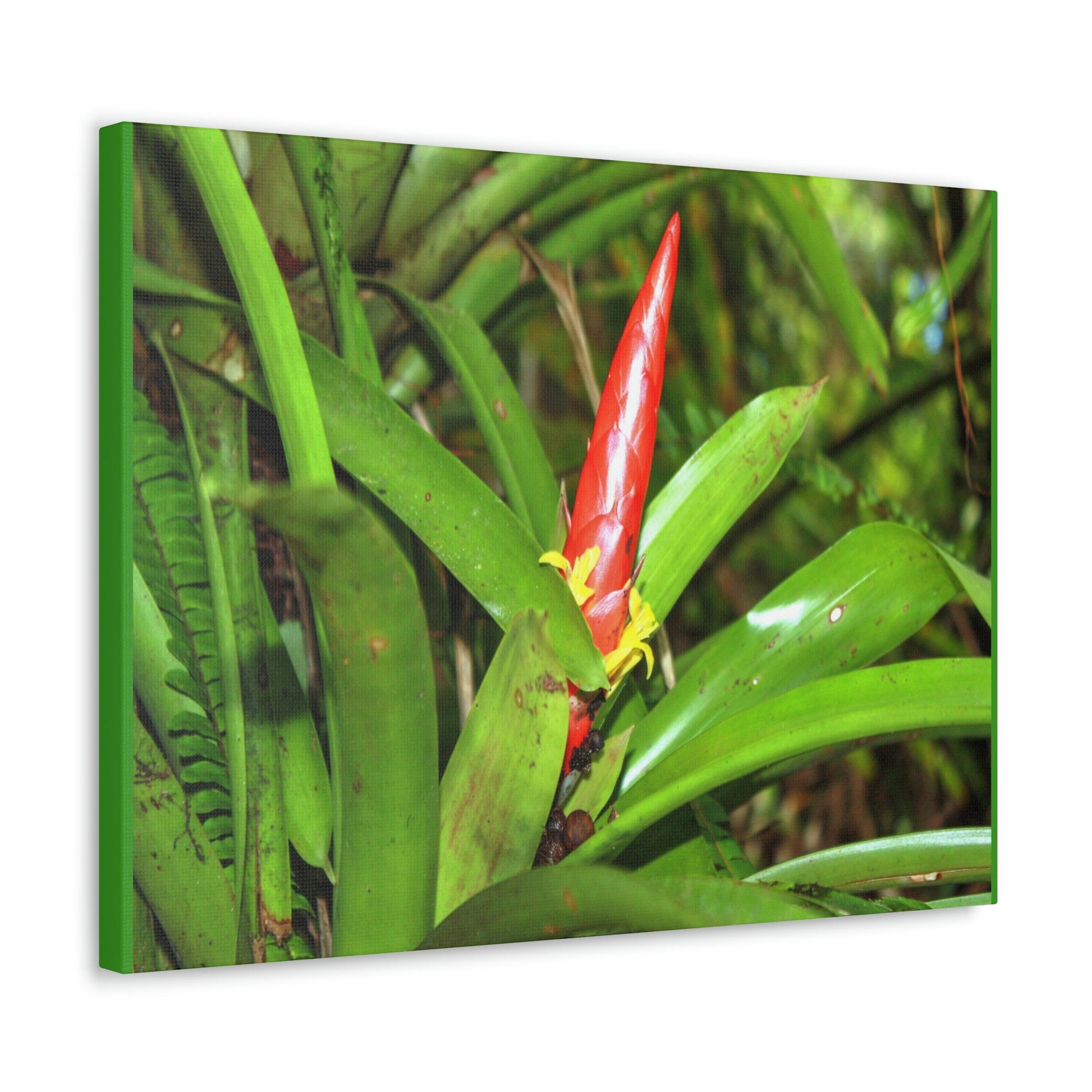 EYNF - Canvas Gallery Wraps - The Bromeliad in flower - Tradewinds - El Yunque rainforest PR - Green Forest Home
