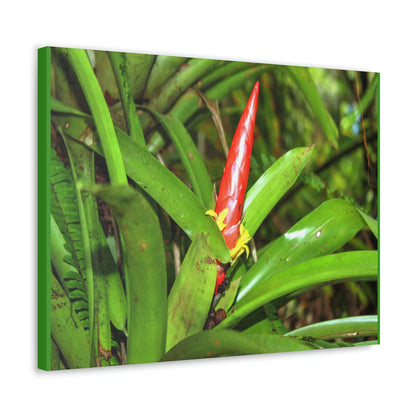 EYNF - Canvas Gallery Wraps - The Bromeliad in flower - Tradewinds - El Yunque rainforest PR - Green Forest Home