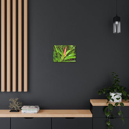 EYNF - Canvas Gallery Wraps - The Bromeliad in flower - Tradewinds - El Yunque rainforest PR - Green Forest Home