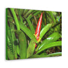 EYNF - Canvas Gallery Wraps - The Bromeliad in flower - Tradewinds - El Yunque rainforest PR - Green Forest Home