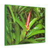 EYNF - Canvas Gallery Wraps - The Bromeliad in flower - Tradewinds - El Yunque rainforest PR - Green Forest Home
