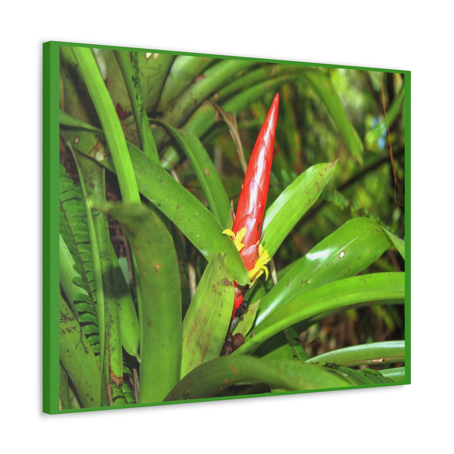 EYNF - Canvas Gallery Wraps - The Bromeliad in flower - Tradewinds - El Yunque rainforest PR - Green Forest Home