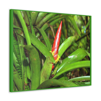 EYNF - Canvas Gallery Wraps - The Bromeliad in flower - Tradewinds - El Yunque rainforest PR - Green Forest Home