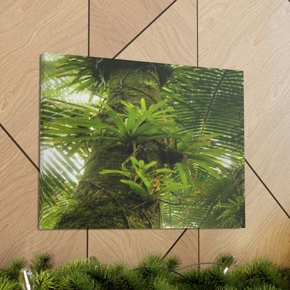 EYNF - Canvas Gallery Wraps - The Bromeliads growing in huge tree - El Yunque rainforest PR - Green Forest Home