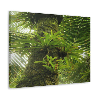 EYNF - Canvas Gallery Wraps - The Bromeliads growing in huge tree - El Yunque rainforest PR - Green Forest Home