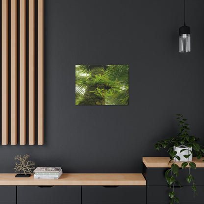 EYNF - Canvas Gallery Wraps - The Bromeliads growing in huge tree - El Yunque rainforest PR - Green Forest Home