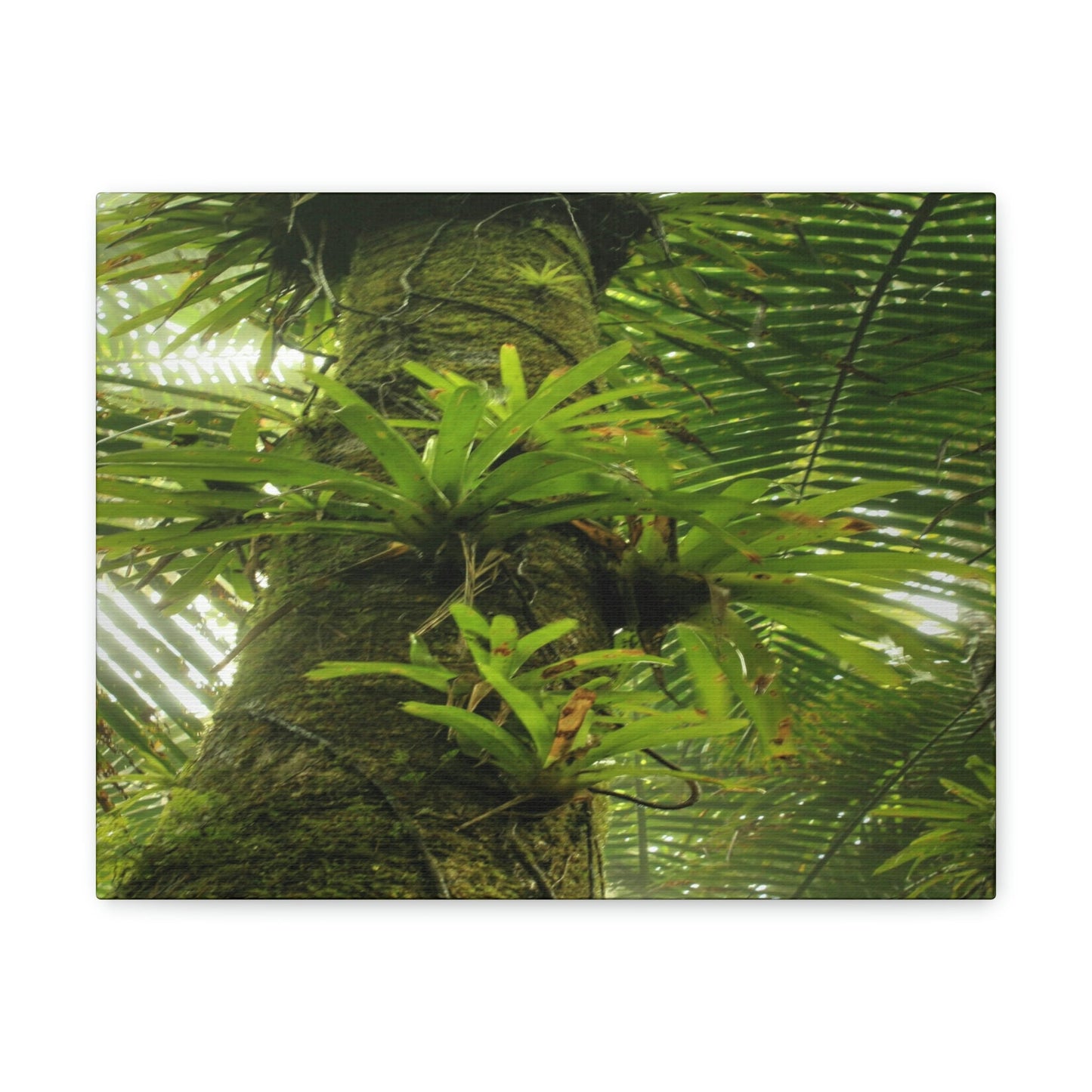 EYNF - Canvas Gallery Wraps - The Bromeliads growing in huge tree - El Yunque rainforest PR - Green Forest Home