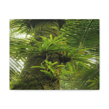 EYNF - Canvas Gallery Wraps - The Bromeliads growing in huge tree - El Yunque rainforest PR - Green Forest Home