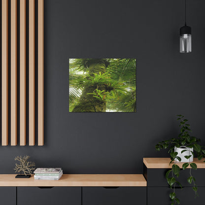 EYNF - Canvas Gallery Wraps - The Bromeliads growing in huge tree - El Yunque rainforest PR - Green Forest Home