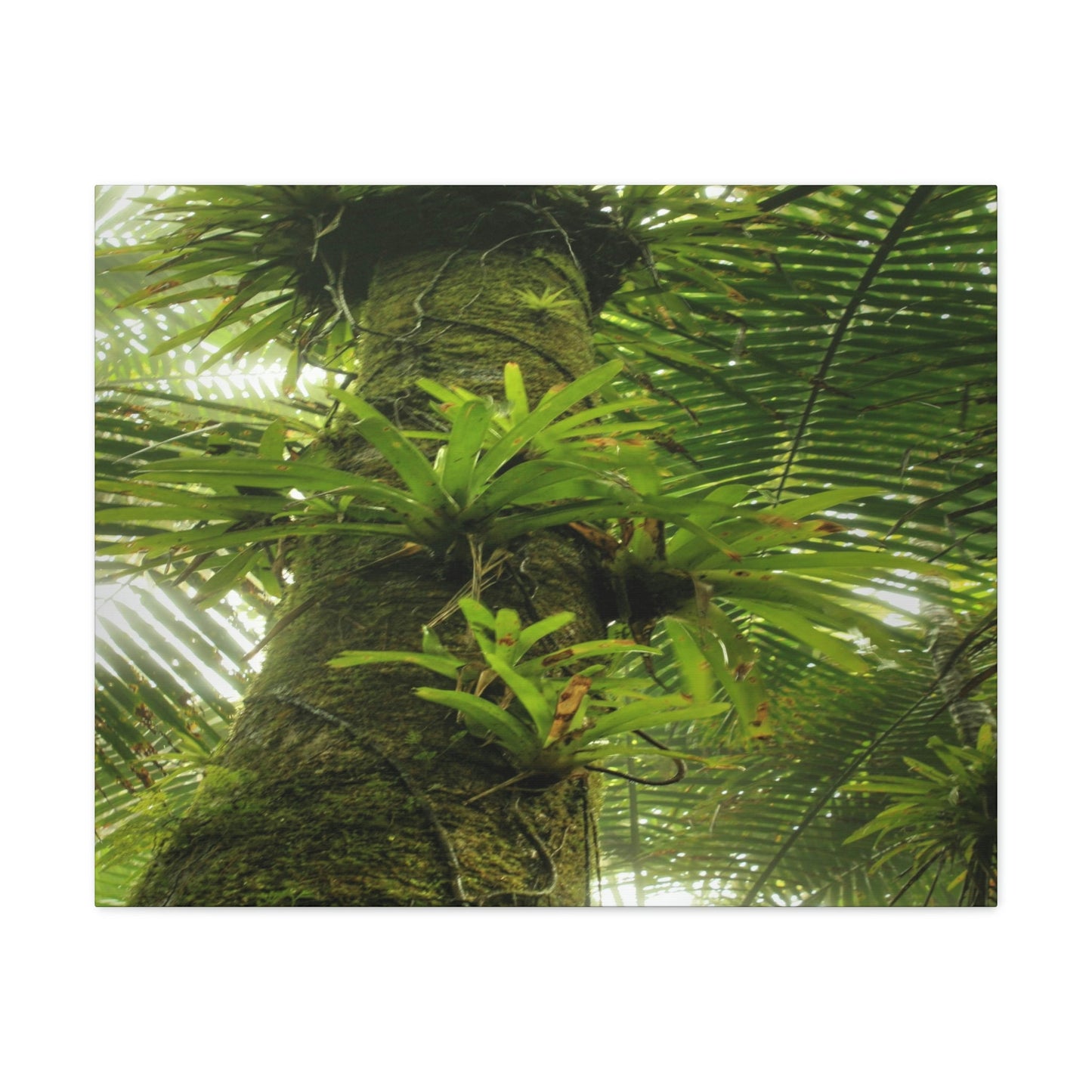 EYNF - Canvas Gallery Wraps - The Bromeliads growing in huge tree - El Yunque rainforest PR - Green Forest Home