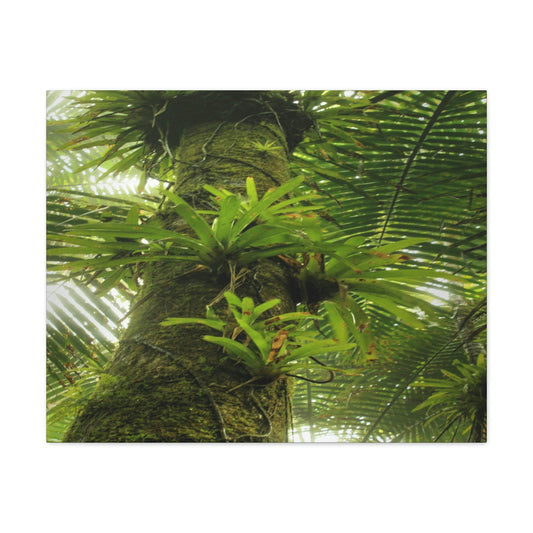 EYNF - Canvas Gallery Wraps - The Bromeliads growing in huge tree - El Yunque rainforest PR - Green Forest Home