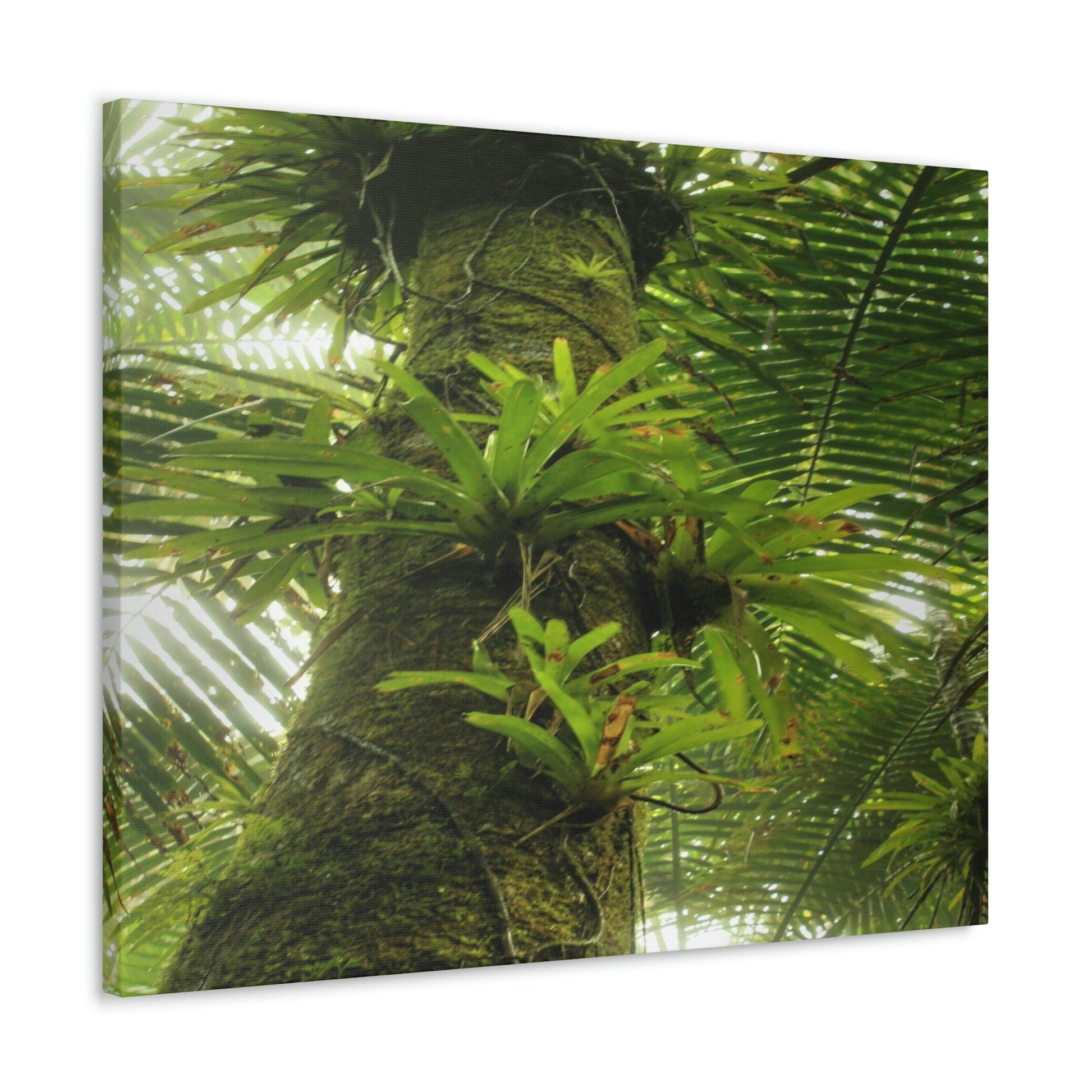 EYNF - Canvas Gallery Wraps - The Bromeliads growing in huge tree - El Yunque rainforest PR - Green Forest Home
