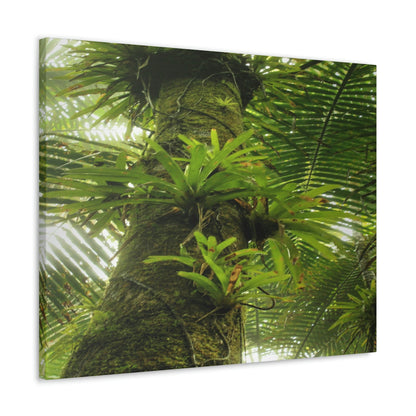 EYNF - Canvas Gallery Wraps - The Bromeliads growing in huge tree - El Yunque rainforest PR - Green Forest Home