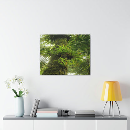 EYNF - Canvas Gallery Wraps - The Bromeliads growing in huge tree - El Yunque rainforest PR - Green Forest Home