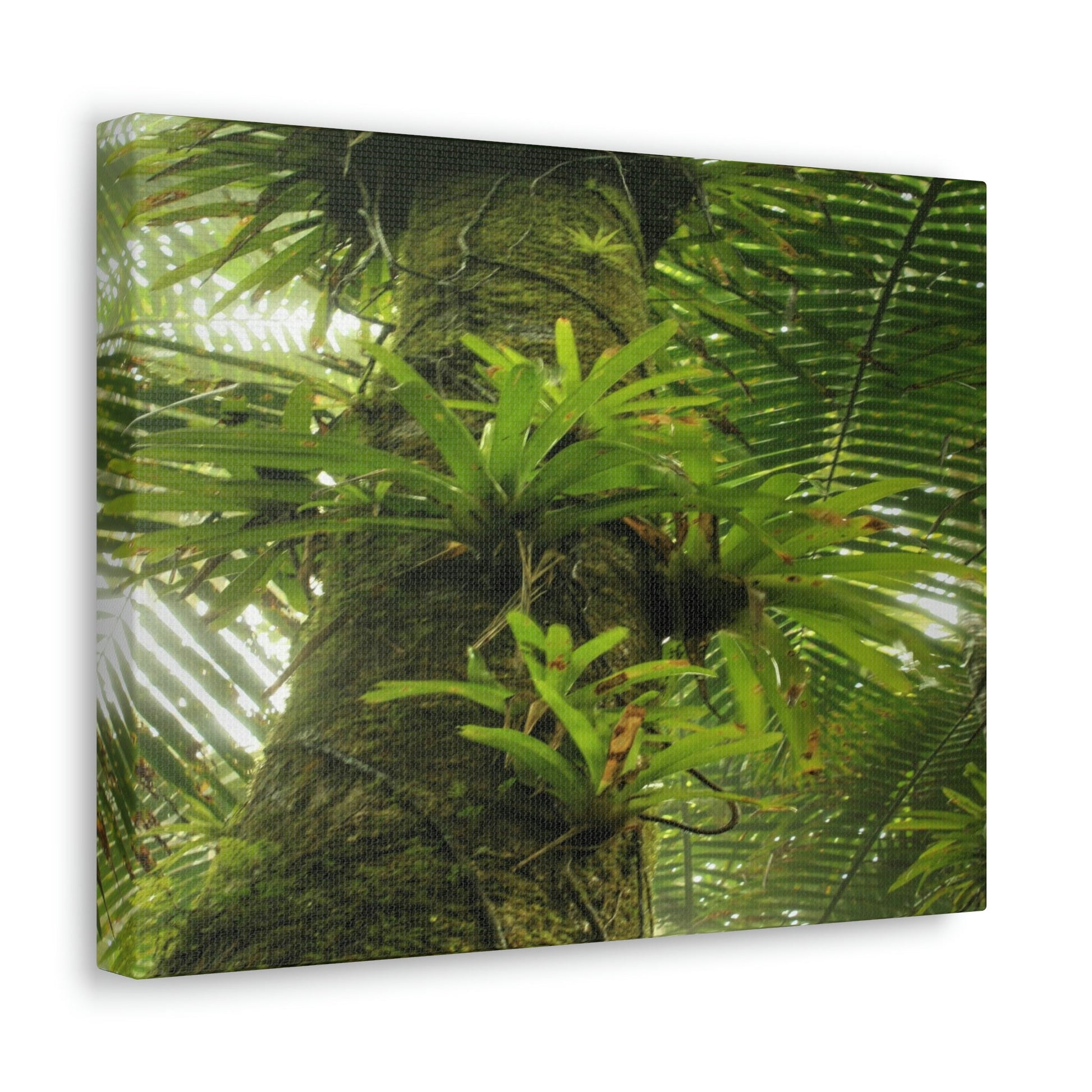 EYNF - Canvas Gallery Wraps - The Bromeliads growing in huge tree - El Yunque rainforest PR - Green Forest Home