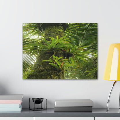 EYNF - Canvas Gallery Wraps - The Bromeliads growing in huge tree - El Yunque rainforest PR - Green Forest Home