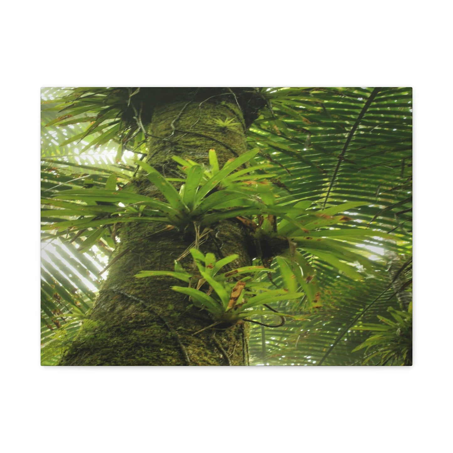 EYNF - Canvas Gallery Wraps - The Bromeliads growing in huge tree - El Yunque rainforest PR - Green Forest Home
