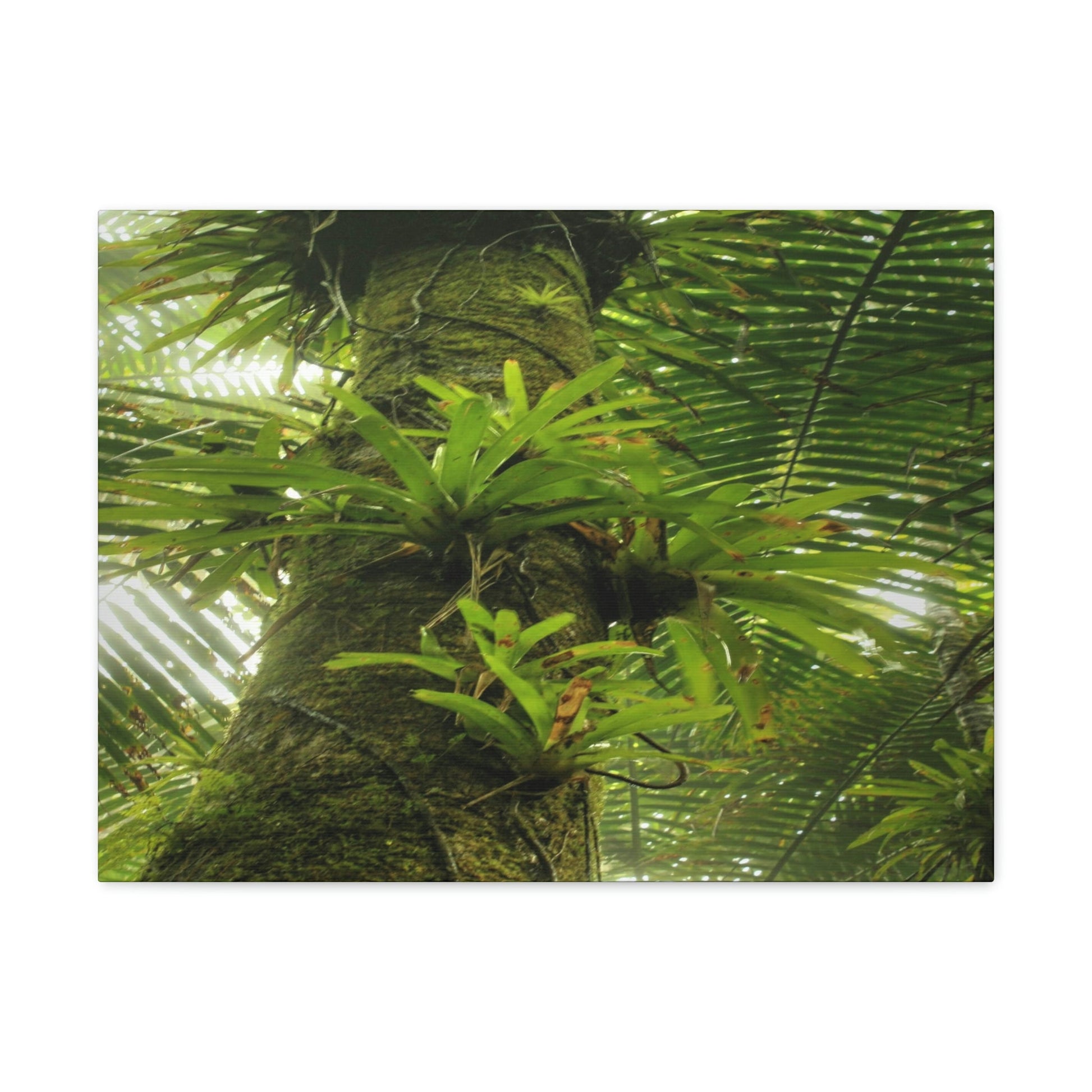 EYNF - Canvas Gallery Wraps - The Bromeliads growing in huge tree - El Yunque rainforest PR - Green Forest Home