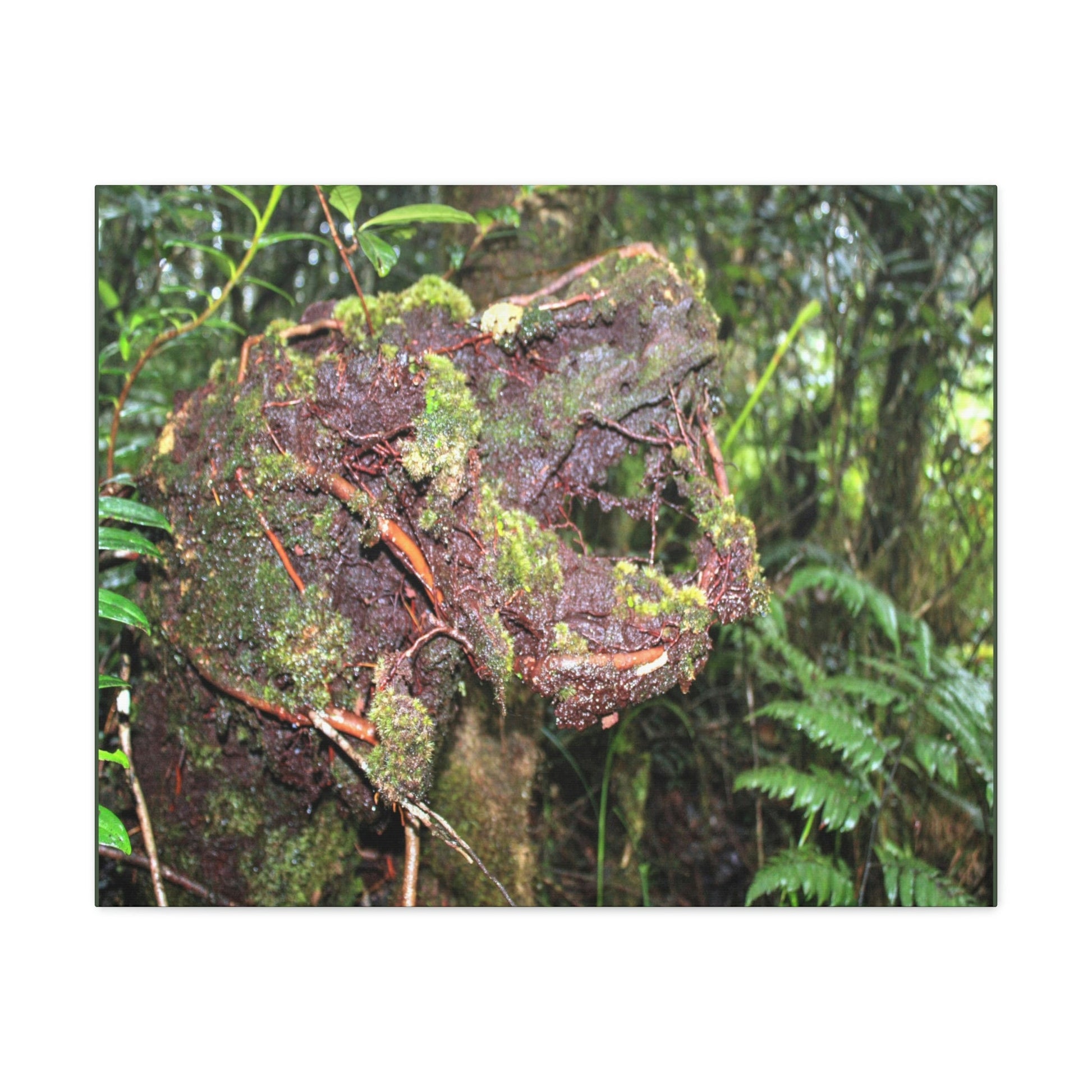 EYNF - Canvas Gallery Wraps - The CRY of DEATH - a decaying trunk close to Tradewinds trail - El Yunque rainforest PR - Green Forest Home